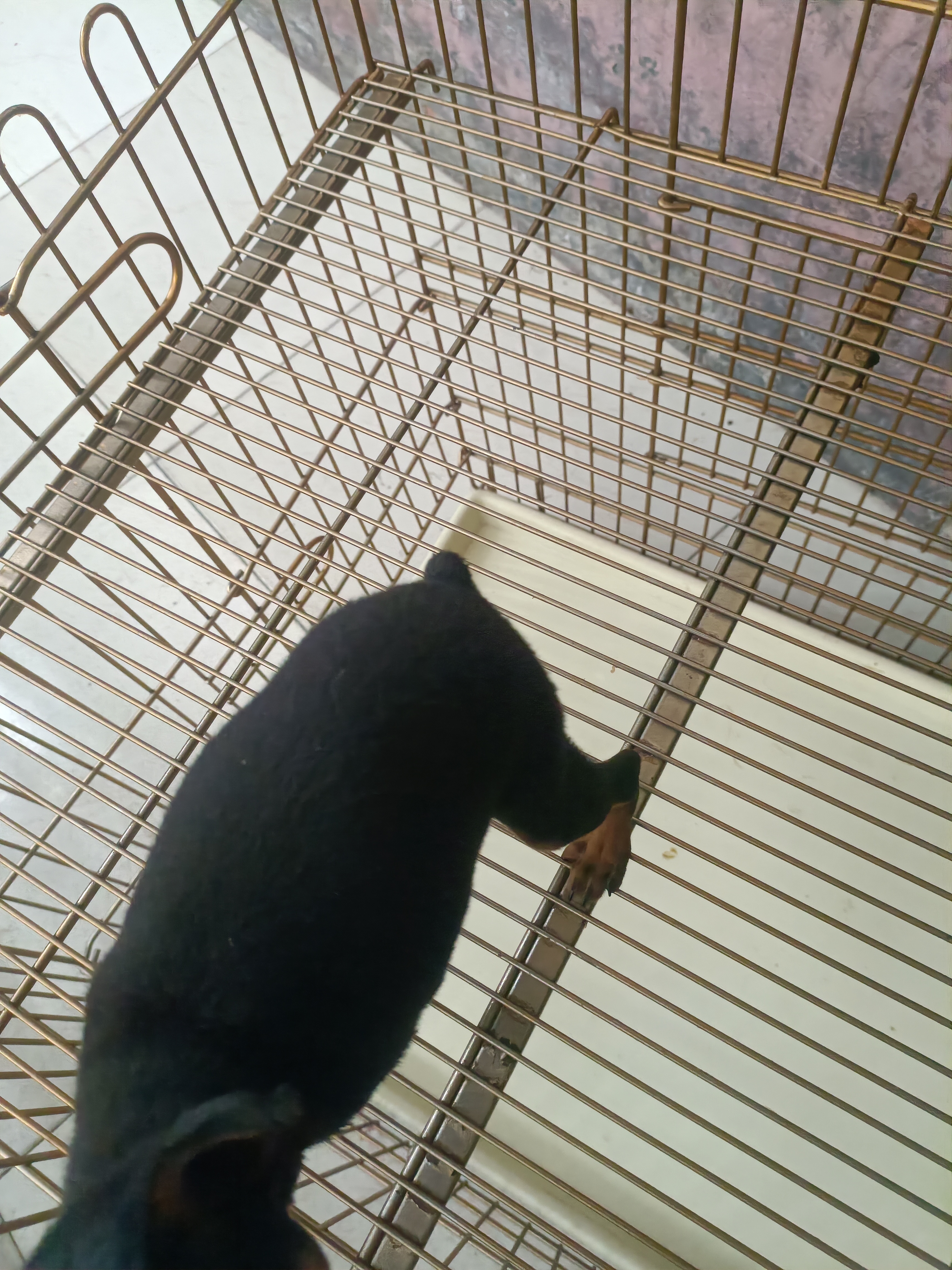 小鹿犬，活泼可爱，不掉毛，没体味支持平台下单